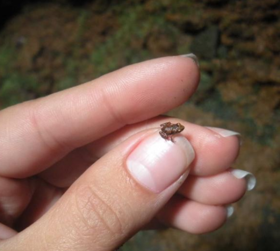 阿馬鳥童蛙,由美國生物學家在巴
布亞新幾內亞發現,它是世界上最
小的蛙類,身長衹有7.7毫米,它亦
是世界最小脊椎動物... 阿馬鳥童蛙,由美國生物學家在巴
布亞新幾內亞發現,它是世界上最
小的蛙類,身長衹有7.7毫米,它亦
是世界最小脊椎動物...