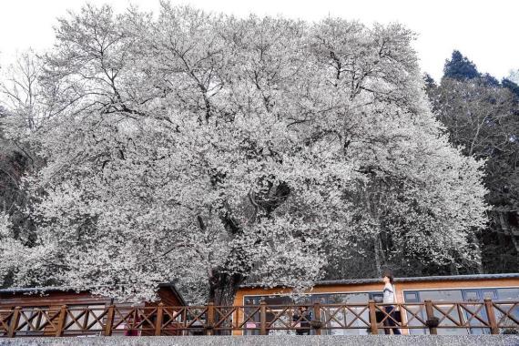 雪白霧社櫻王夢幻盛開
🤍超稀有品種彷彿置身雪白國度...