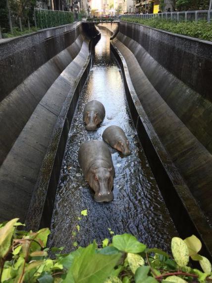 市區驚見「3隻河馬」民眾以為眼花...