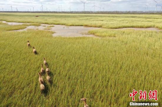 江蘇大豐：麋鹿保護區秋色漸濃 成群麋鹿覓食嬉戲...