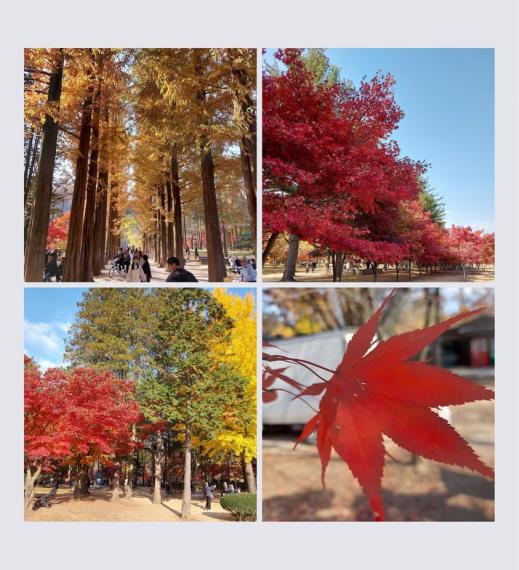 韓國紅葉團，去到南怡島追楓...