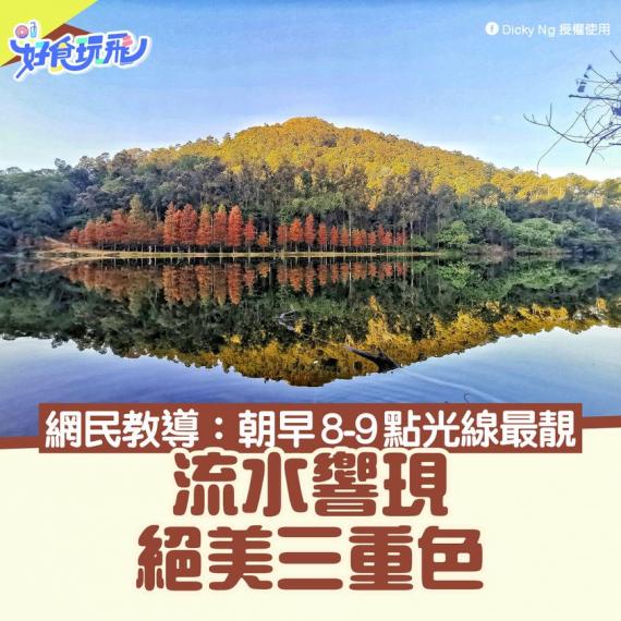 近日落羽松轉紅.......