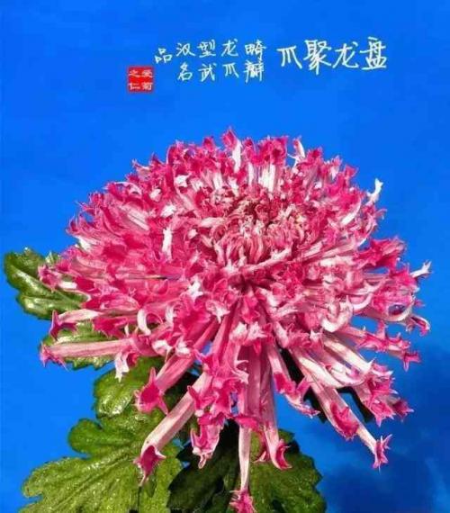 金秋時節.正是菊花盛
放時。...