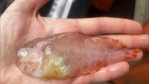專家發現了外型超神秘的透明魚...