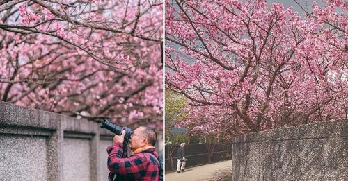 平菁街的櫻花已經綻放6成啦...