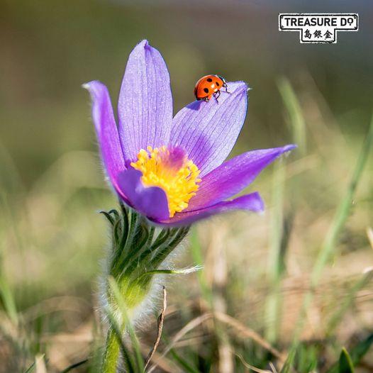 七點瓢蟲(Coccinella septempunctata)是一種常見的瓢蟲品種...