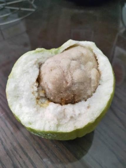 切開芭樂「驚見一整顆貢丸」...
