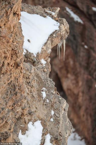 上山拍照感覺被監視，下秒鏡頭中「和雪豹對到眼」...
