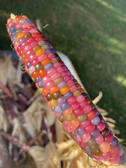 國外農夫培育出的「玻璃寶石玉米」...
