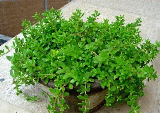 垂盆草又名半枝蓮,屬景
天科多年生草本植物，
垂盆草是一味民間流傳
極廣的常用草藥,用於濕
熱解毒,瘡腫蛇毒,黃疸，
急慢性肝炎等,中醫用它
來治癌病。...
