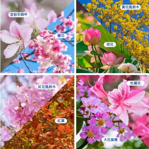 康民署的賞花情報網搜羅了下列花卉開花情報，值得追花一族留意！...
