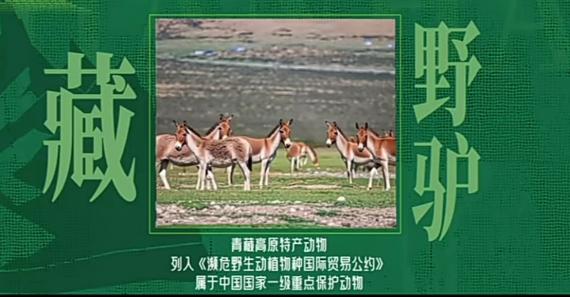 藏
                         野驢！...