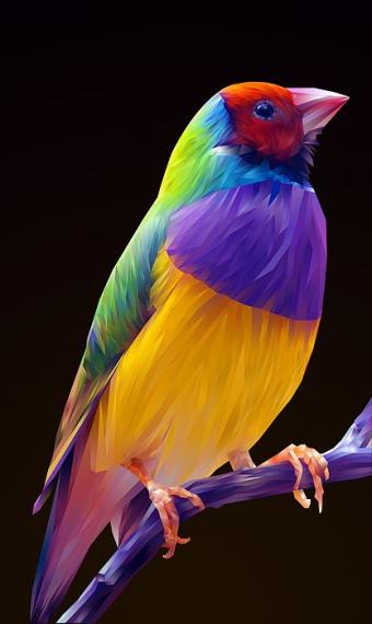 胡錦鳥又稱七彩文鳥
原本系澳洲特有品種
現在擴散到亞洲,由于
羽毛色彩非常鮮艷是
受歡迎的寵物鳥...