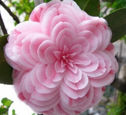 花型獨特,色彩清雅
"十八學士"名種茶花...