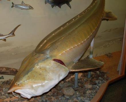 中華鱘魚,又備有鰉魚
是中國特産珍貴魚類
它存在有2億多年,被
稱魚類活化石,鱘魚是
生産珍貴魚籽醬的魚
種。...