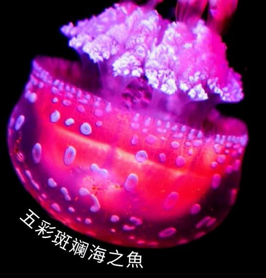 2056435819