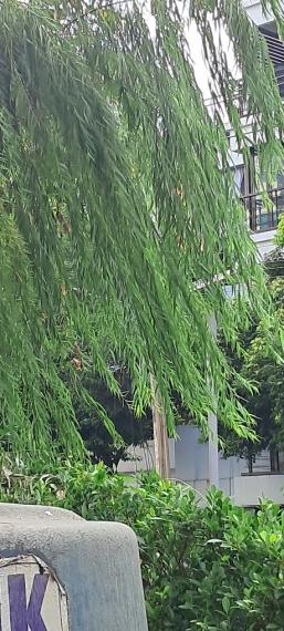 image%3A1000009417