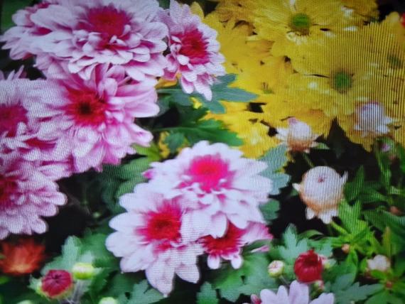 image%3A29940_0