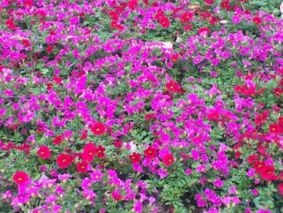 image%3A65948_0