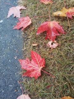 秋葉

看見地上的紅紅的楓葉使我想經典名曲The Autumn Leaves。...