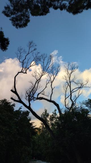 自然美

我認為任何景物都有自然的美，如禿枝在藍天白雲下也相當美。...