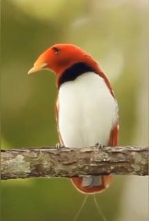 雀鳥

公園裏被顏色美麗而不知明的雀鳥吸引過來，決定拍下留念。...