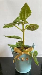 蒙娜麗莎
蒙娜麗莎是一種觀賞盆栽，是繡球花的一種。...