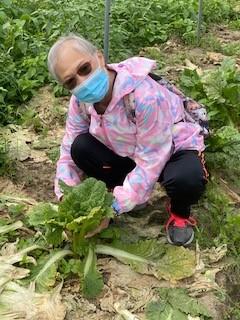 田中摘菜

親手在田中採摘有機菜的經驗很珍貴。...