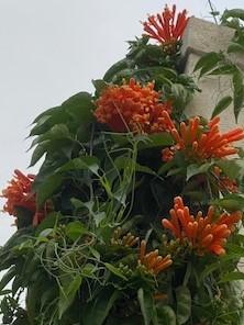 炮仗花
炮仗花一般生長在庭園建築物的四周以及涼棚上，目前已由人工引種栽培去美化環境。...