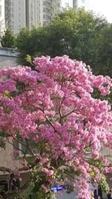 紅花風鈴木
紅花風鈴木，花呈紫色或粉紅色，非常鮮艷，盛開時遠看像櫻花，實質花朵較大，如紅繡球般。可能天氣回暖，紅花風鈴木似提早開花。...