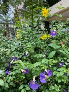 牽牛花
牽牛花別名喇叭花、朝顏花。花色鮮豔美麗。牽牛花有個俗名叫「勤娘子」,顧名思義,它是一種很勤勞的花。每當公雞剛啼過頭遍,時針還指在 「4」字左右的地方,繞籬縈架的牽牛花枝頭,就開放出一朵朵喇叭... 牽牛花
牽牛花別名喇叭花、朝顏花。花色鮮豔美麗。牽牛花有個俗名叫「勤娘子」,顧名思義,它是一種很勤勞的花。每當公雞剛啼過頭遍,時針還指在 「4」字左右的地方,繞籬縈架的牽牛花枝頭,就開放出一朵朵喇叭...