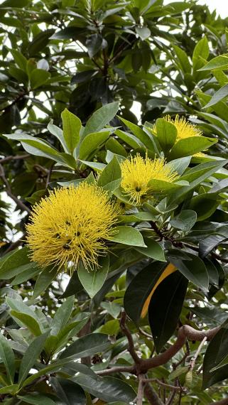 黃金蒲桃

黃金蒲桃屬景觀植物，是很多公園常見的植物。...