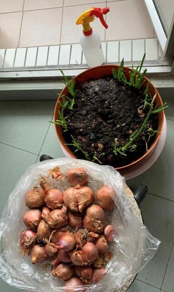 青蔥
疫症做就了很多自學，消閒方法。用紅蔥頭種蔥是我第二次的嘗試。自此，隨時蒸魚不怕忘記買蔥了。...