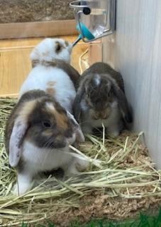 倉鼠
倉鼠如今被當作家庭寵物飼養，亦因易於人工繁殖，經常用於動物實驗。 在野外，倉鼠是黃昏時出沒的動物，白天多半會待在地底下以避免被捕食。它們主要的食物來源是種子、水果以及蔬菜。...