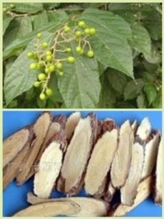 布渣葉
中醫認為布渣葉性平味酸,並且不帶有毒性,進入身體之後可以有效的治療蠱脹以及中暑、黃疸等毛病,對於身體的保健效果非常的不錯。布渣葉適合用開水沖泡服用,作為茶水在生活中飲用可以消暑。... 布渣葉
中醫認為布渣葉性平味酸,並且不帶有毒性,進入身體之後可以有效的治療蠱脹以及中暑、黃疸等毛病,對於身體的保健效果非常的不錯。布渣葉適合用開水沖泡服用,作為茶水在生活中飲用可以消暑。...