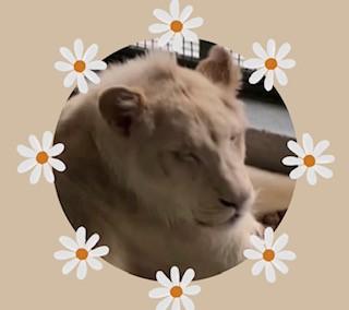 白化獅子
委內瑞拉首都加拉加斯的卡里庫歐動物園,5月下旬喜迎3隻年輕罕見白化獅子,牠們源於南非,從捷克遠道而來,並在此找到新家。獅子共兩公一母,重約120公斤,在籠子中踱步或者休息,十分健康。一個周日... 白化獅子
委內瑞拉首都加拉加斯的卡里庫歐動物園,5月下旬喜迎3隻年輕罕見白化獅子,牠們源於南非,從捷克遠道而來,並在此找到新家。獅子共兩公一母,重約120公斤,在籠子中踱步或者休息,十分健康。一個周日...