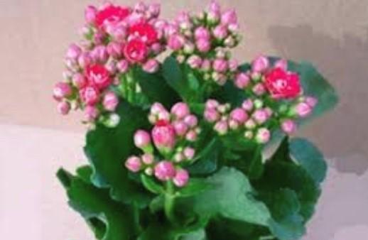 長壽花
長壽花是很多人作家居擺設的盆景花。我喜歡長壽花色彩鮮豔，充滿生氣。...