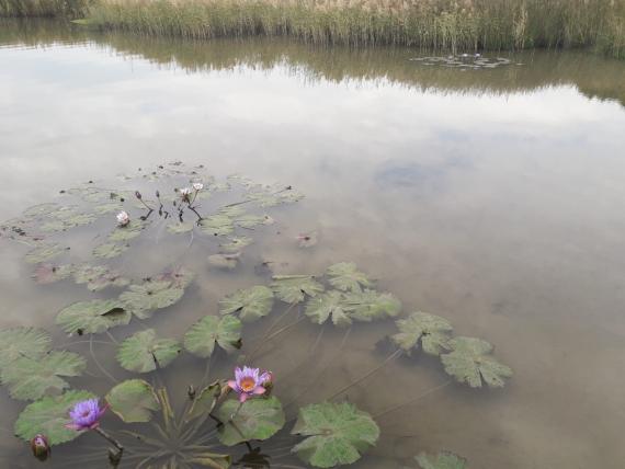 小蓮花
蓮花是夏天才盛開的，但在小河邊有小蓮花，美化了水面。...