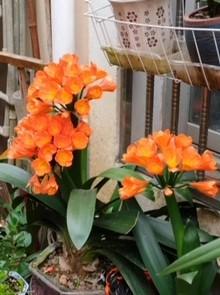 君子蘭
君子蘭是多年生草本植物,花期長達30-50天,以冬春為主,是半陰性植物,喜涼爽,忌高溫,生長適溫為15-25℃,低於5℃則停止生長,喜肥厚、排水性良好的土壤和濕潤的土壤,忌乾燥環境,具有很高的... 君子蘭
君子蘭是多年生草本植物,花期長達30-50天,以冬春為主,是半陰性植物,喜涼爽,忌高溫,生長適溫為15-25℃,低於5℃則停止生長,喜肥厚、排水性良好的土壤和濕潤的土壤,忌乾燥環境,具有很高的...