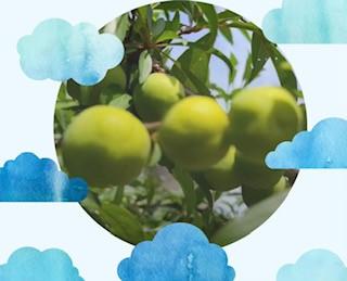 李子的趣聞
雖然李子是一種很美味的水果,但是吃多了會感覺虛熱,對人的身體不好,所以民間總有「李子樹下枱死人」的說法。... 李子的趣聞
雖然李子是一種很美味的水果,但是吃多了會感覺虛熱,對人的身體不好,所以民間總有「李子樹下枱死人」的說法。...