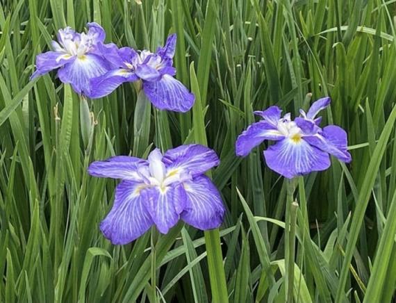 菖蒲
菖蒲是水花植物、分布地很廣,中國整個溫帶地方基本都能找到它。菖蒲可以提取芳香油。端午節有把菖蒲葉和艾草捆一起插於簷下的習俗;根莖可製香味料。... 菖蒲
菖蒲是水花植物、分布地很廣,中國整個溫帶地方基本都能找到它。菖蒲可以提取芳香油。端午節有把菖蒲葉和艾草捆一起插於簷下的習俗;根莖可製香味料。...