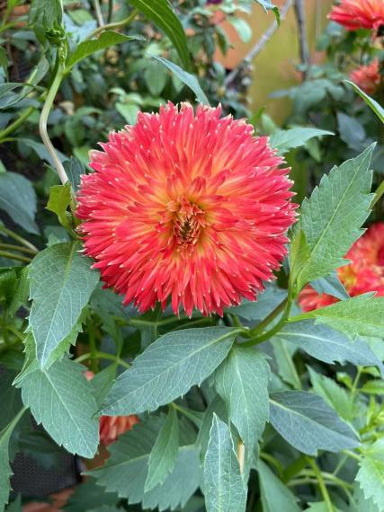 紅花
我喜歡春回大地，萬物欣欣向榮，尤其是紅紅的花，經人熱力四射的感覺。...
