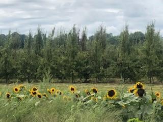 太陽花

很久沒有目睹一大片的太陽花田了!...
