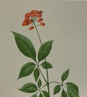 人參花茶
平和體質的人平日喝茶可以根據自己的喜好加以選擇,也可以跟據季節的不同來選擇,而一年四季都可以飲的是人參花茶。... 人參花茶
平和體質的人平日喝茶可以根據自己的喜好加以選擇,也可以跟據季節的不同來選擇,而一年四季都可以飲的是人參花茶。...