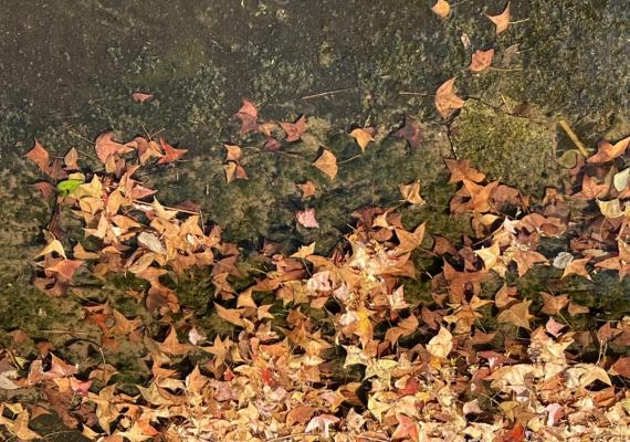 早安！紅葉🍁跌落散滿地...