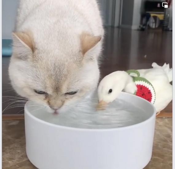大碗水一齊飲，大家相處融洽！...